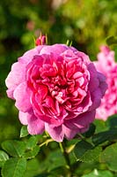 Rosa 'Princess Anne' - 'Auskitchen'