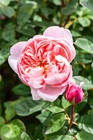 Rosa 'The Alnwick Rose' - 'Ausgrab'