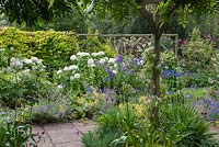 Seen past blue and white agapanthus, Hydrangea arborescens 'Annabelle' in a border with blue phlox and catmint.
