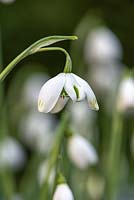 Galanthus 'Ophelia' - a Greatorex double snowdrop