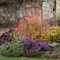 A winter border with Galanthus 'Sir Herbert Maxwell', Pink Heather, Bergenia, Euonymus, Hebe, Phormiun and red dogwood stems.