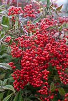 Nandina domestica - heavenly bamboo, with bright red winter berries