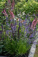 Borders of nectar rich flowers including Digitalis 'Foxlight Rose Ivory', Salvias, Nepeta, Echinacea and Chives.  