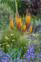 Eremurus x isabellinus 'Pinokkio' - foxtail lily - in a gravel garden inspired by Beth Chatto, amidst drought tolerant plants such as salvias, Stipa tenuissima, sea holly, verbenas, phlomis and blue Triteleia laxa. Beth Chatto: The Drought Resistant Garden, designed by David Ward, RHS Hampton Court Garden Palace Show, 2019.
