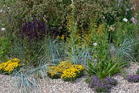 A gravel garden inspired by Beth Chatto, with drought tolerant plants such dense clumps of Santolina pinnata subsp. neapolitana - Rosemary-leaved cotton Lavender, Elymus magellanicus and creeping thyme. Beth Chatto: The Drought Resistant Garden, designed by David Ward, RHS Hampton Court Garden Palace Show, 2019.
