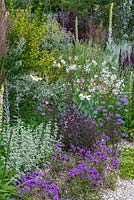 Gravel garden inspired by Beth Chatto, with drought tolerant plants such as dusky leaved Verbena officinalis var. grandiflora 'Bampton', Vervain and Verbena rigida. The Drought Resistant Garden, designed by David Ward, RHS Hampton Court Garden Palace Show, 2019.

