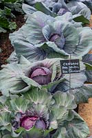 Brassica oleracea Capitata Group 'Red Drumhead' - Cabbage 'Red Drumhead' 