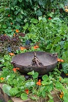 An ornamental fire pit amidst nasturtiums in allotment.