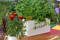 An old bread bin is planted with culinary mint.