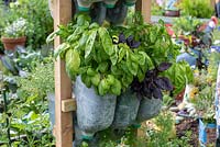 Upended plastic milk containers, attached to wooden frame, are used as planters for basil.