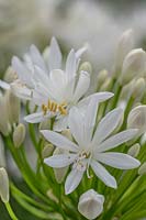 Agapanthus 'White Heaven'-  African lily  'White Heaven'
