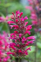 Agastache foeniculum 'Red Fortune' - Anise-hyssop 'Red Fortune'
