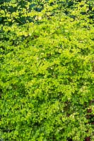 Euphorbia stricta 'Golden Foam' - Upright spurge