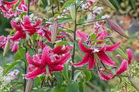 Lilium 'Laverne Freeman' - Oriental trumpet lily