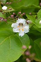 Catalpa bignonioides 'Aurea' - Golden Indian bean tree flower