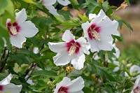 Hibiscus 'Lohengrin'  - Lohengrin Rose of Sharon