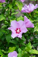 Hibiscus syriacus 'Lenny' - Rose of Sharon 'Lenny'