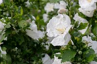 Hibiscus syriacus 'William R. Smith' - Rose of Sharon 'William R. Smith'