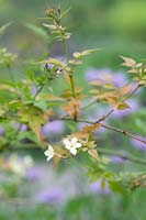 Jasminum officinale - Common Jasmine