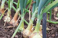 Allium cepa - Onion 'Sturon' label in front of row of onions. 