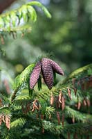 Picea brachytyla - Sargent spruce cones 