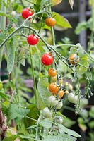 Solanum lycopersicum - Tomato Cherry Baby ripening on the vine. 