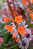 Watsonia pillansii - Beatrice watsonia