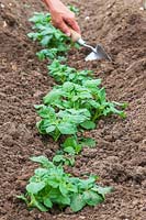 Woman adding soil on top of the potatoes using a hand trowel. 