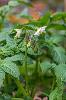 Solanum tuberosum  'Ulster Prince' - Potato 'Ulster Prince'