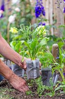Woman placing bio degrable pots with wildflower seedlings ready for planting