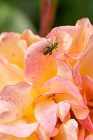Thick Thighed Flower Beetle in Rosa 'Precious Amber'