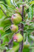 Developing apples - Malus domestica 'Braeburn'