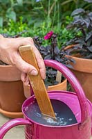 Woman stirring fertiliser in watering can