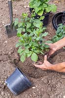 Woman planting Dahlia 'Black Touch'