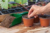 Sowing a single Butternut seed in each pot