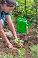 Woman firming soil around newly planted Squash 'Harrier'
