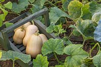 Newly harvested Butternut Squash 'Harrier' in wooden trug