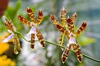 Miltonoides Laeva, orchid      
