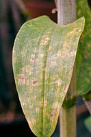 Virus on a dendrobium leaf 