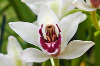 Cymbidium Sanderae, orchid 