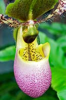 Paphiopedilum 'Pinocchio' - orchid 