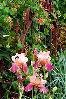 Iris 'Carnaby' growing in front of an old metal gate covered by Lonicera brownii 'Dropmore Scarlet'