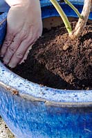 Person adding compost to fill the pot around the rootball of a blueberry plant. 