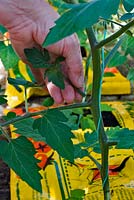 Person winding string around the stem of  tomato 'Sungold' in a grow bag in a greenhouse. 