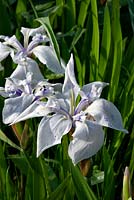 Iris laevigata 'Mottled Beauty' - Iris 'Mottled Beauty'