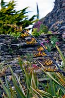Flower spike of Phormium tenax - New Zealand Flax at Headland Garden, cornwall, UK. 