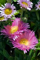 Erigeron glaucus - Beach Aster and Lampranthus roseus - Rosy Shining Plant