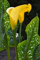Zantedeschia elliottiana - Golden Arum Lily 