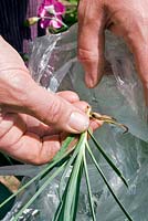 Propagation of Dianthus 'Laced Monarch'  - Placing cutting into a plastic bag