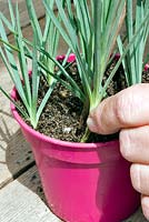Propagation of Dianthus 'Laced Monarch' - Inserting cutting into a pot of cutting compost. 